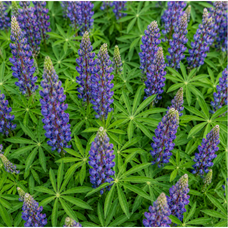 Purple Wild Lupine Live Plant 3-5 Inch Tall, Wild Lupine Flowering Plant for Garden, Patio, Containers, and Outdoor Spaces