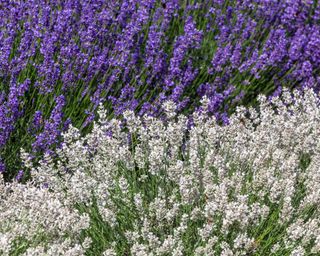 Lavender Sentivia Silver and Hidcote Blue growing in mixed border