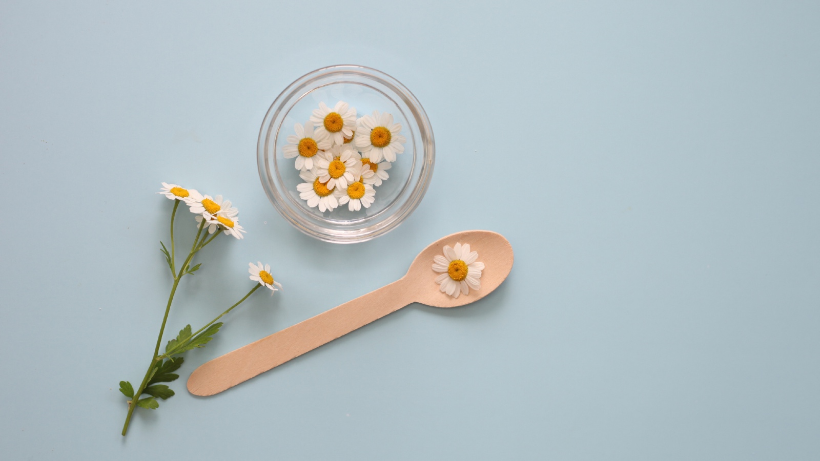 Chamomile plants in a bowl with a spoon