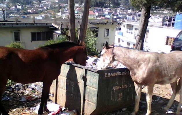 abandoned_horses_scavaging.jpg
