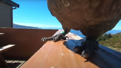 Parrot approaching GoPro