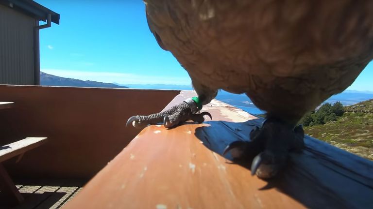 Parrot approaching GoPro