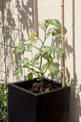 A tomato plant in a black container supported by a bamboo cane