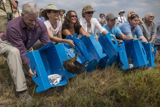 Birds bred at the San Diego Zoo are released into the wild