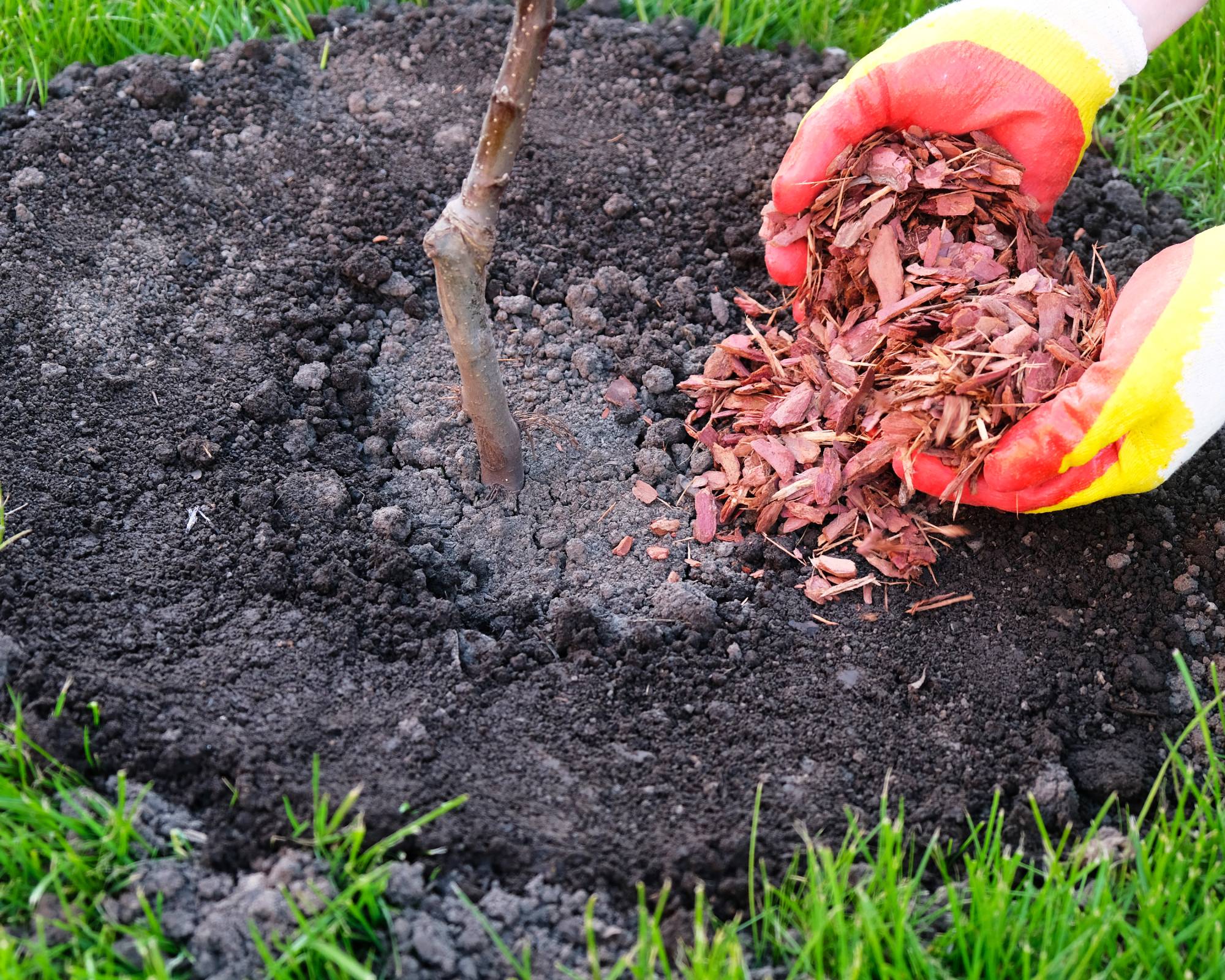 Gardener mulches apple tree sapling