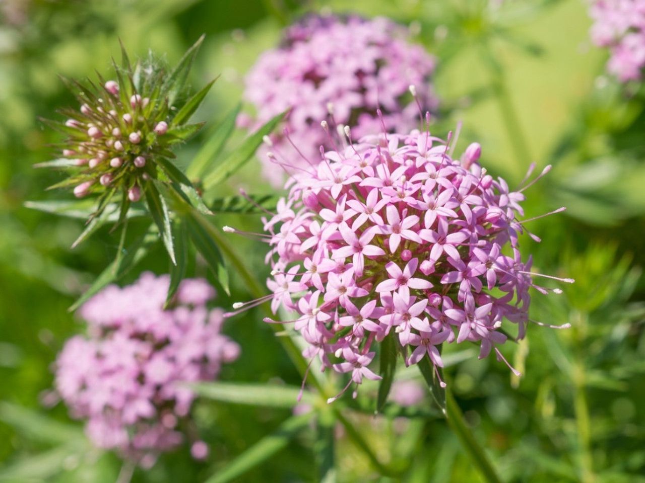 Purple Phuopsis stylosa flower clusters