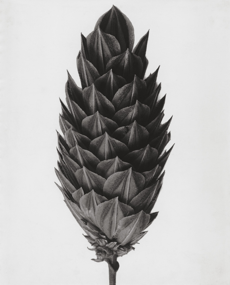 Plant Photos: Amazing Botanical Shots by Karl Blossfeldt: Page 2 | Live ...