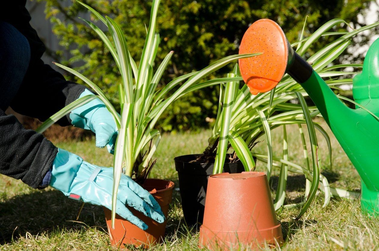 Gardener Planting Plants In Pots