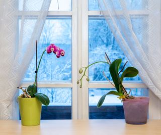 Two potted orchids on a windowsill in front of a snowy landscape