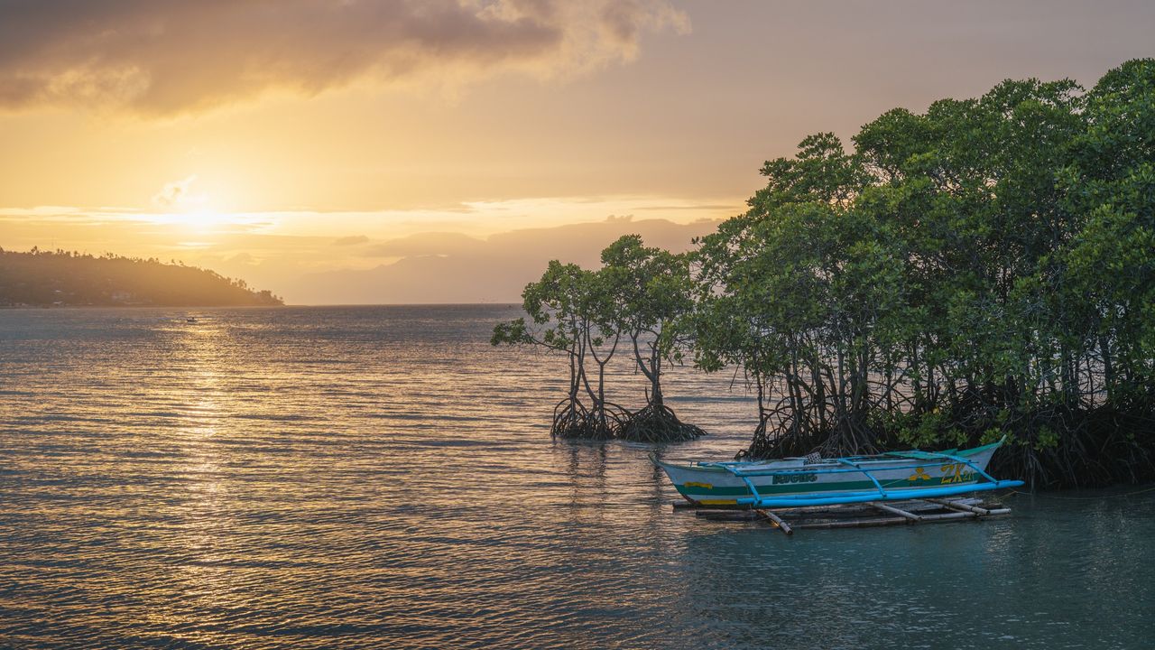 Mangroves clean up $8.7 billion of nitrogen pollution every year, study finds