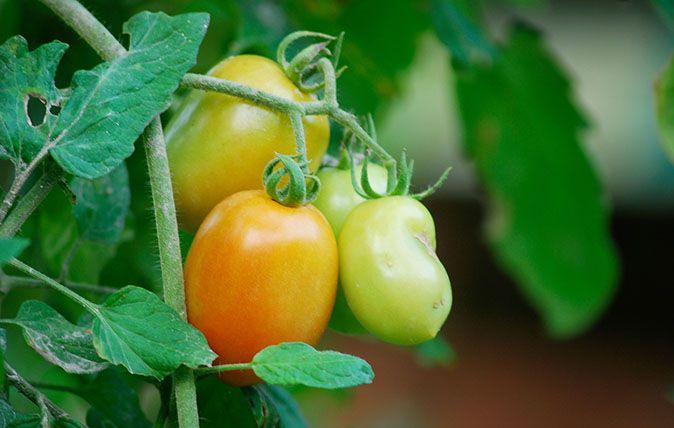 How to grow tomatoes from seed