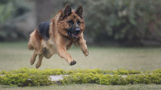 German shepherd dog jumping a walkway