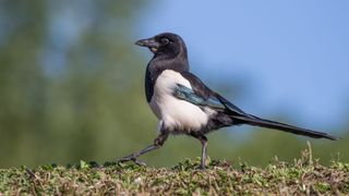 American Magpie