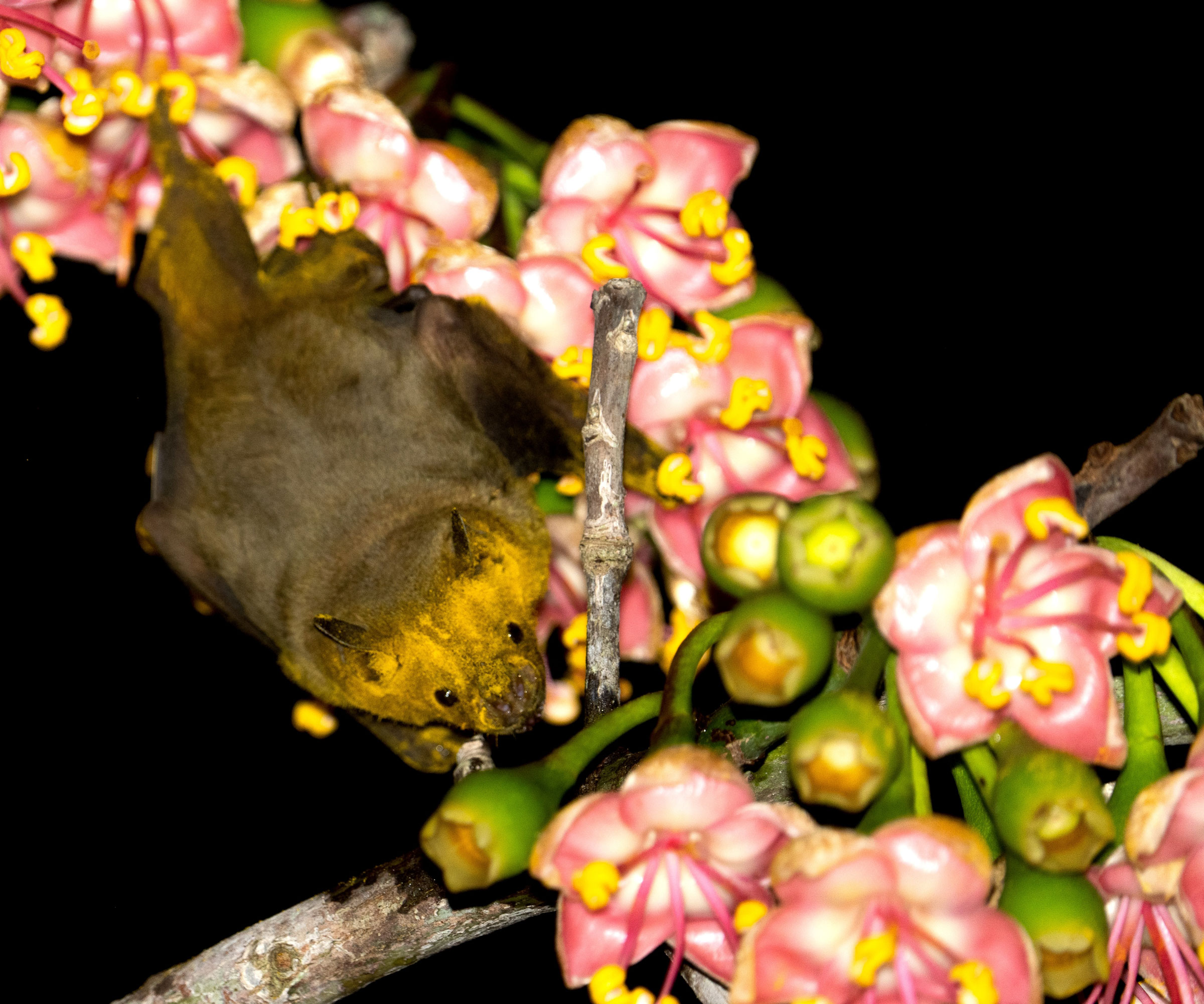 Jamaican fruit bat resting on pink flowers