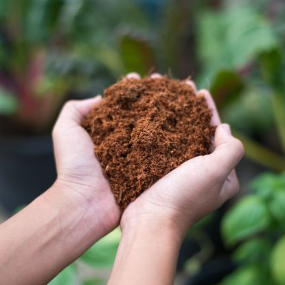 Hands holding soil or peat moss