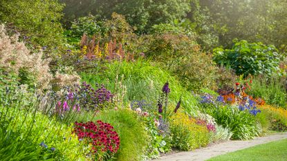 border of heleniums, colorful plants and grasses