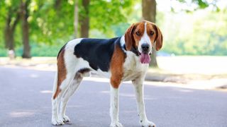 32 of the best outdoor dog breeds