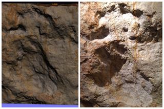 Comparing the real and the model stegosaurus footprint