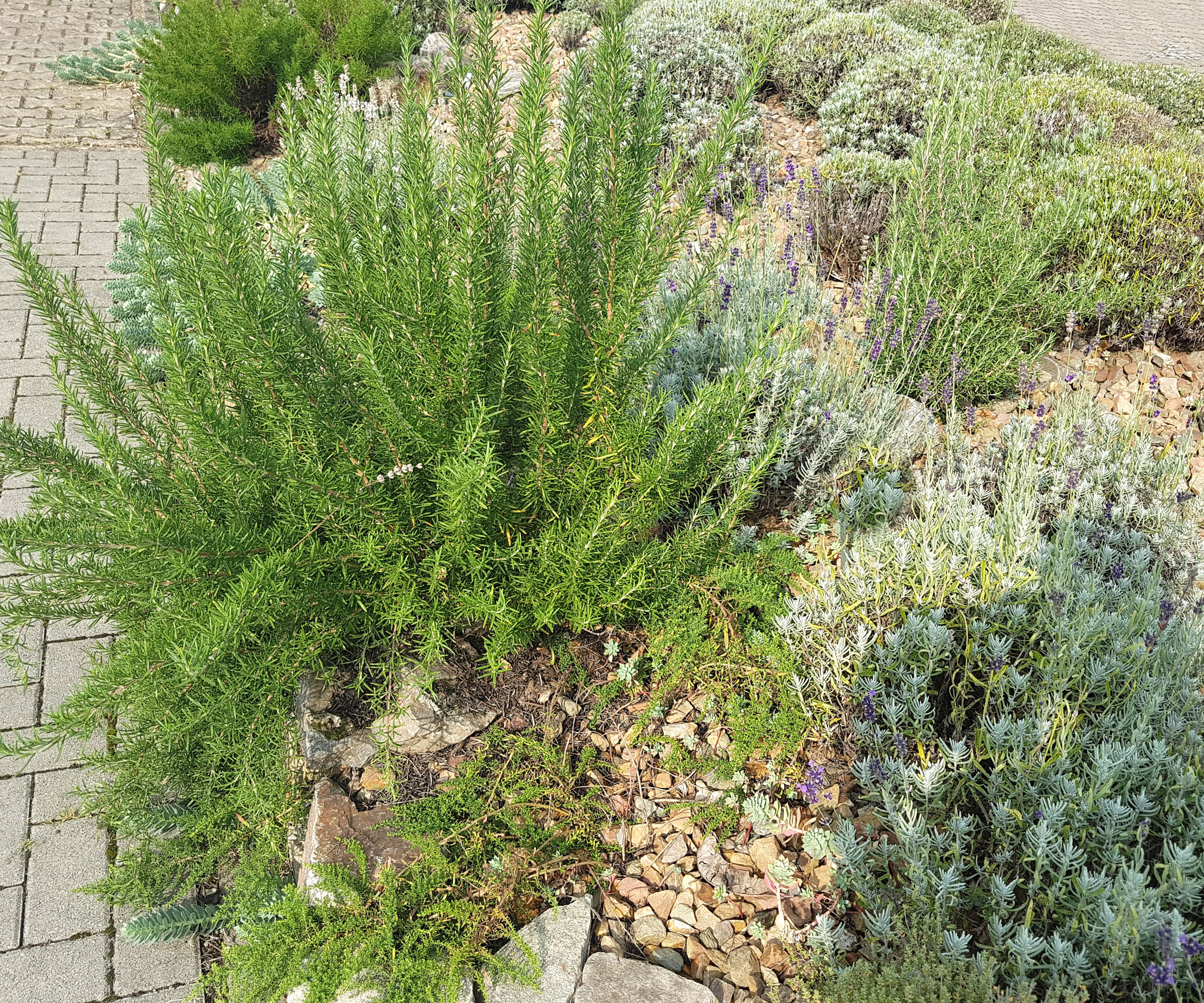 lavender and rosemary growing in rockery bed with sandy soil