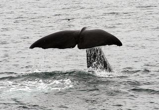 Sperm whale tail