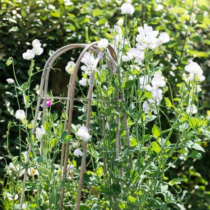garden with white flowering plant
