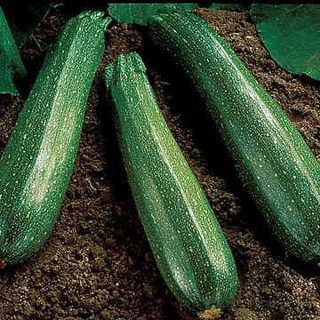 Three zucchini on the ground