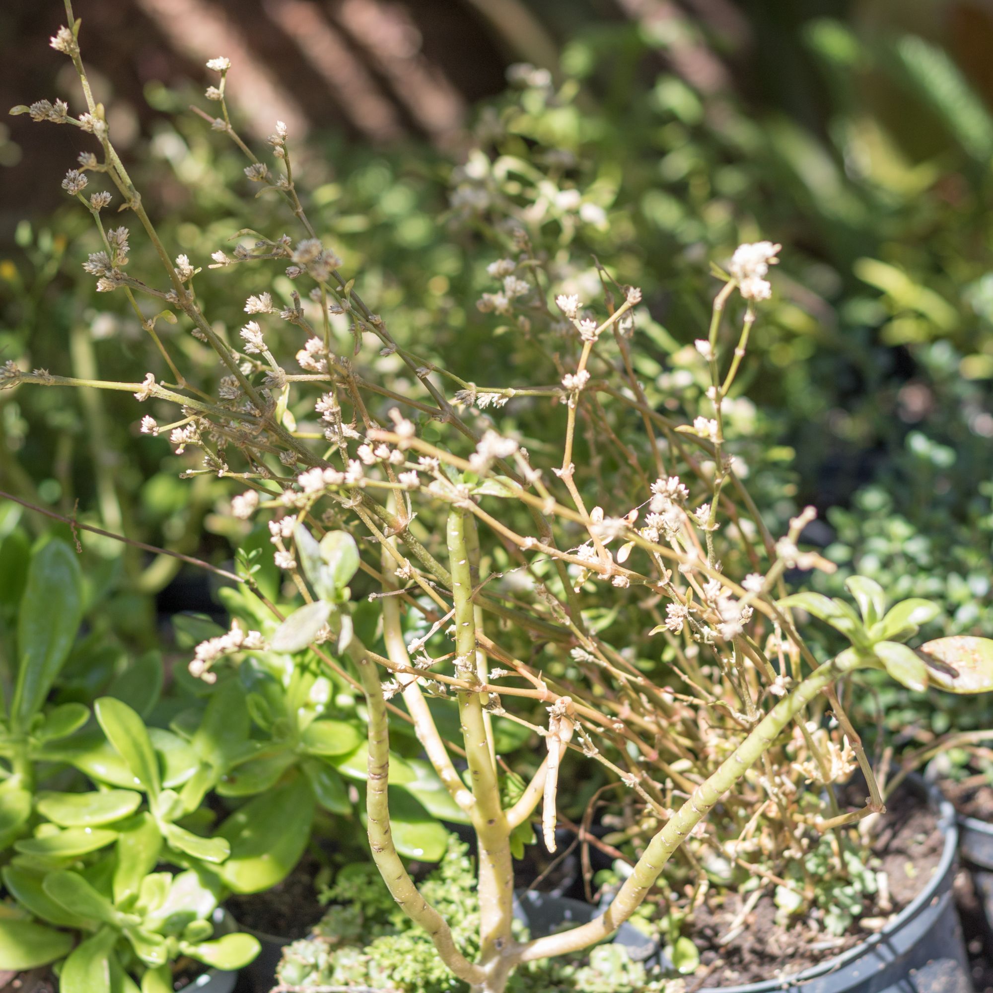 Dry plants growing in pots in garden