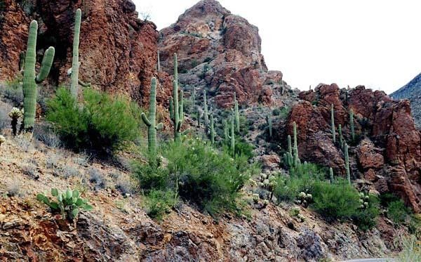 The young saguaro cactus seems to be able to grow out of rock.
