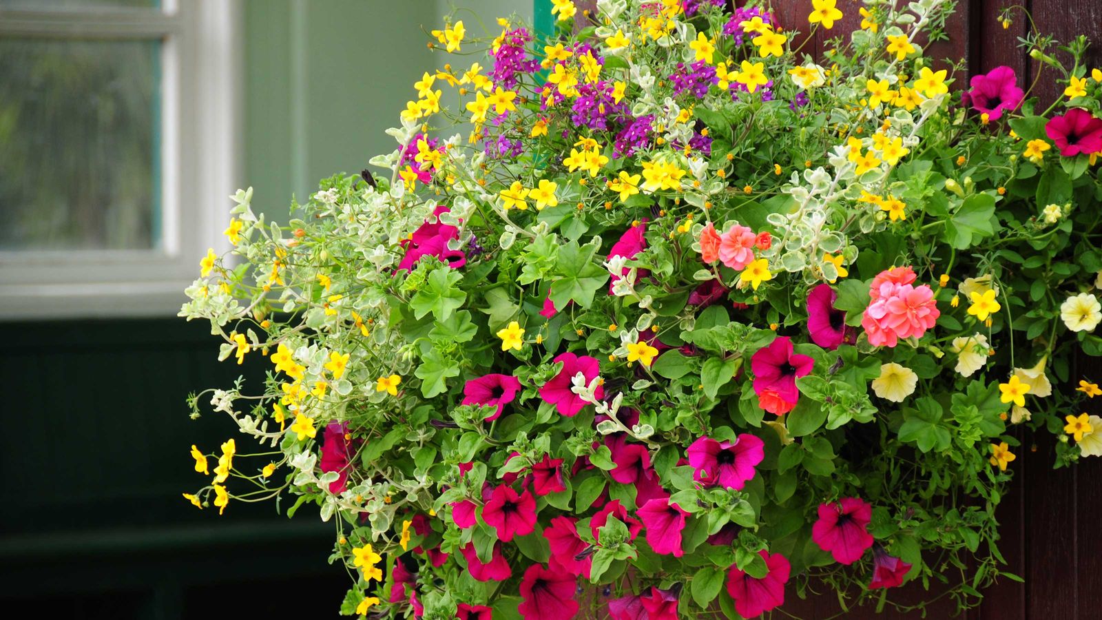 Expert advice to help hanging baskets survive intense sun and hot