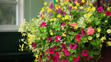 summer hanging basket