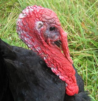 turkey-inspired toxin sensor, animal-inspired technology