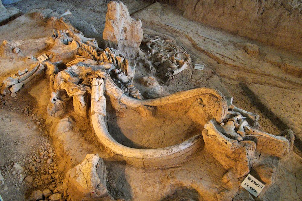 The remains of a Columbian mammoth at the Waco Mammoth National Monument in Texas.