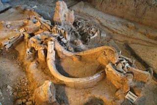 The remains of a Columbian mammoth at the Waco Mammoth National Monument in Texas.