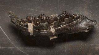 The lower jaw bone and teeth of the newly discovered fossil on a black background