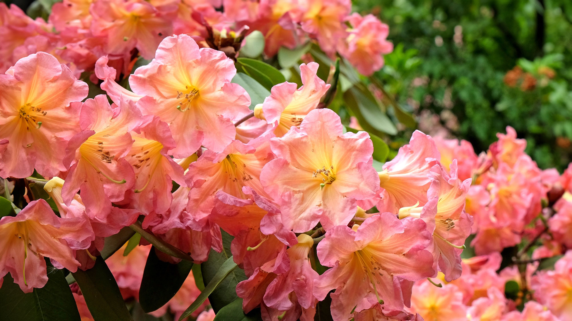 rhododendron Back Choir with pink flowers