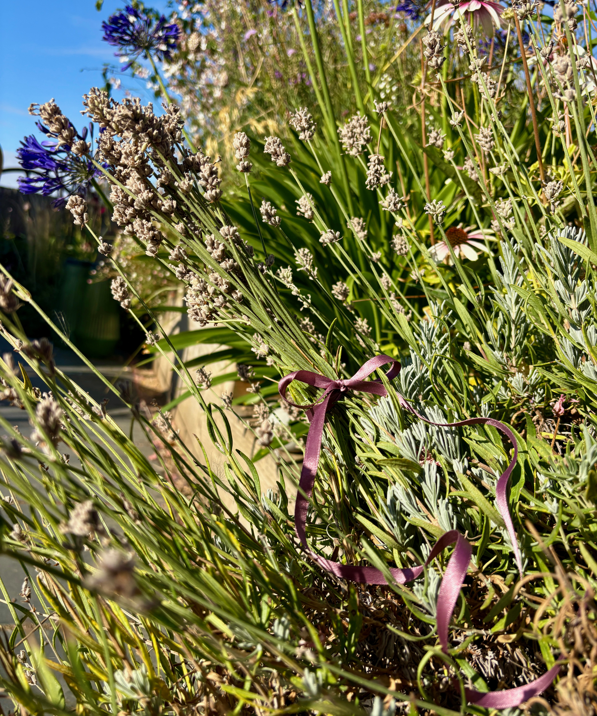 lavender being pruned in August