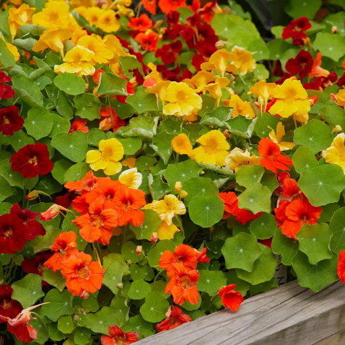 Supernova Mixed Colors Nasturtium Seeds