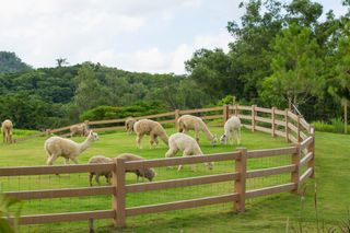 Alpacas graze on a farm in Thailand. Originally from South America, alpacas are now raised on farms all over the world.