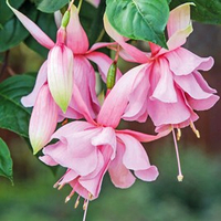 Fuchsia 'Pink Elephant' from Suttons