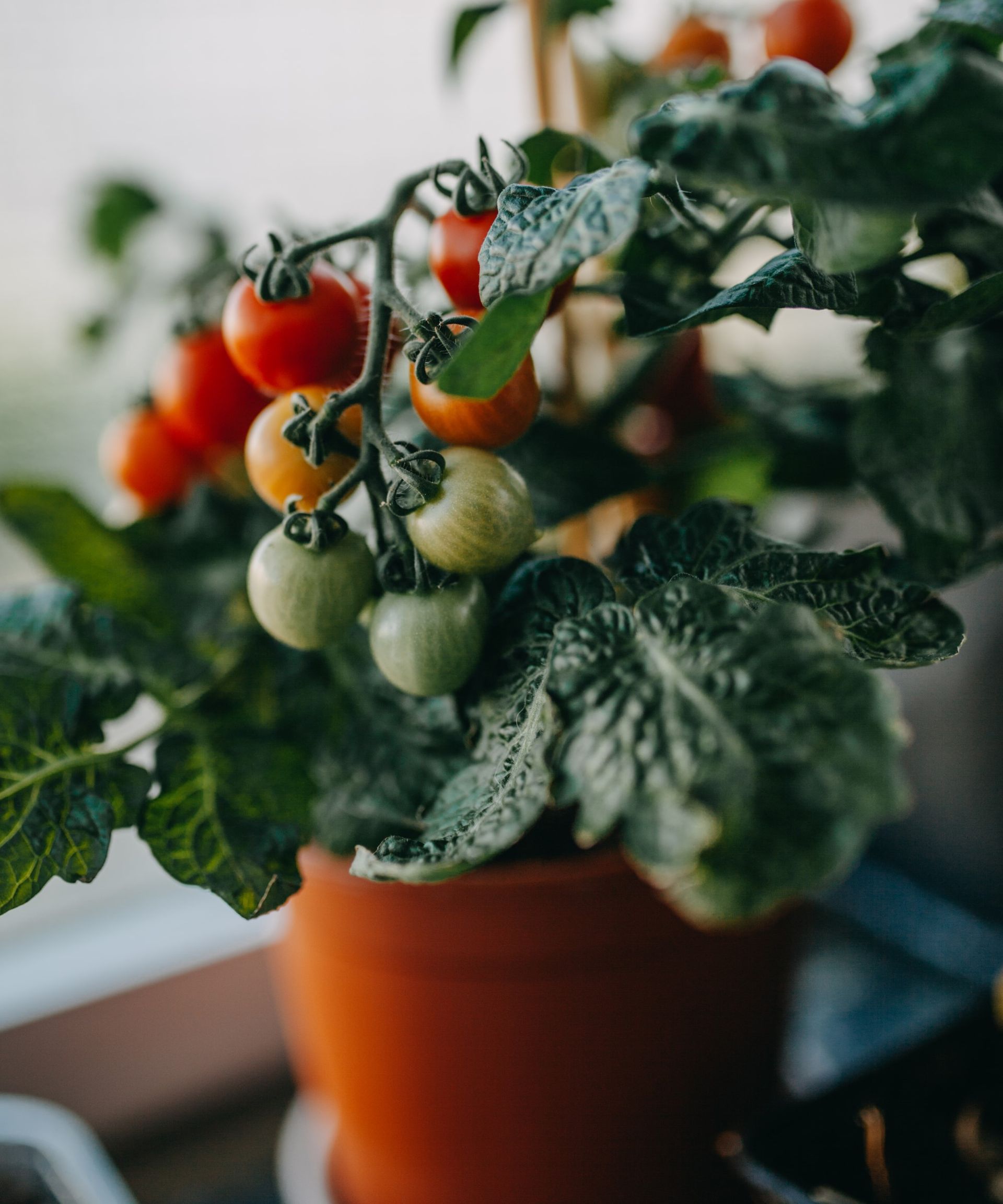 How to grow tomatoes indoors the best methods for success Homes