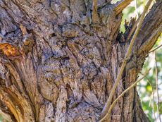 Gnarled bark of a very old poplar tree