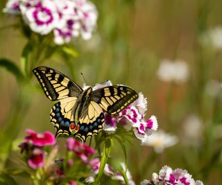 Swallowtail butterfly sits atop white and purple sweet Wiliiams flowers