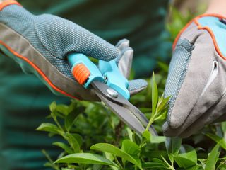 pruning a shrub with secateurs