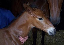 sick-foal.JPG