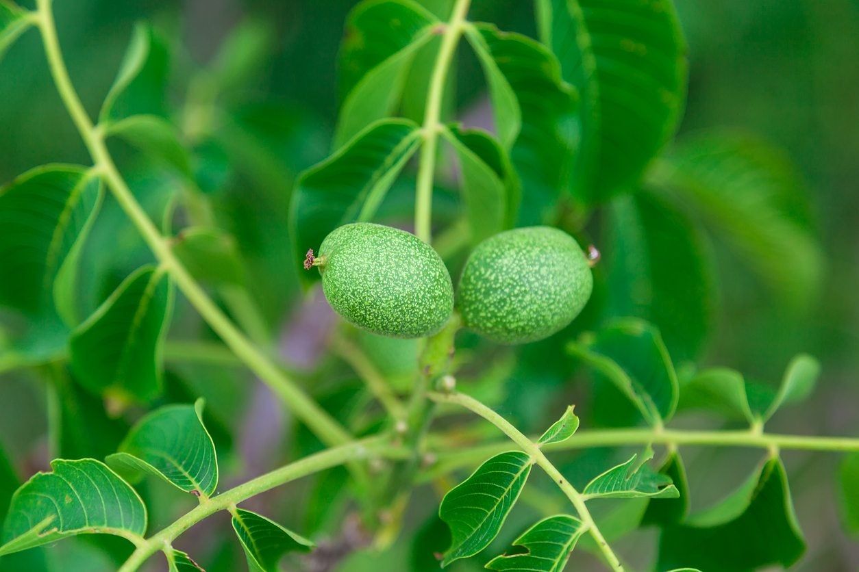 Green Nut Tree