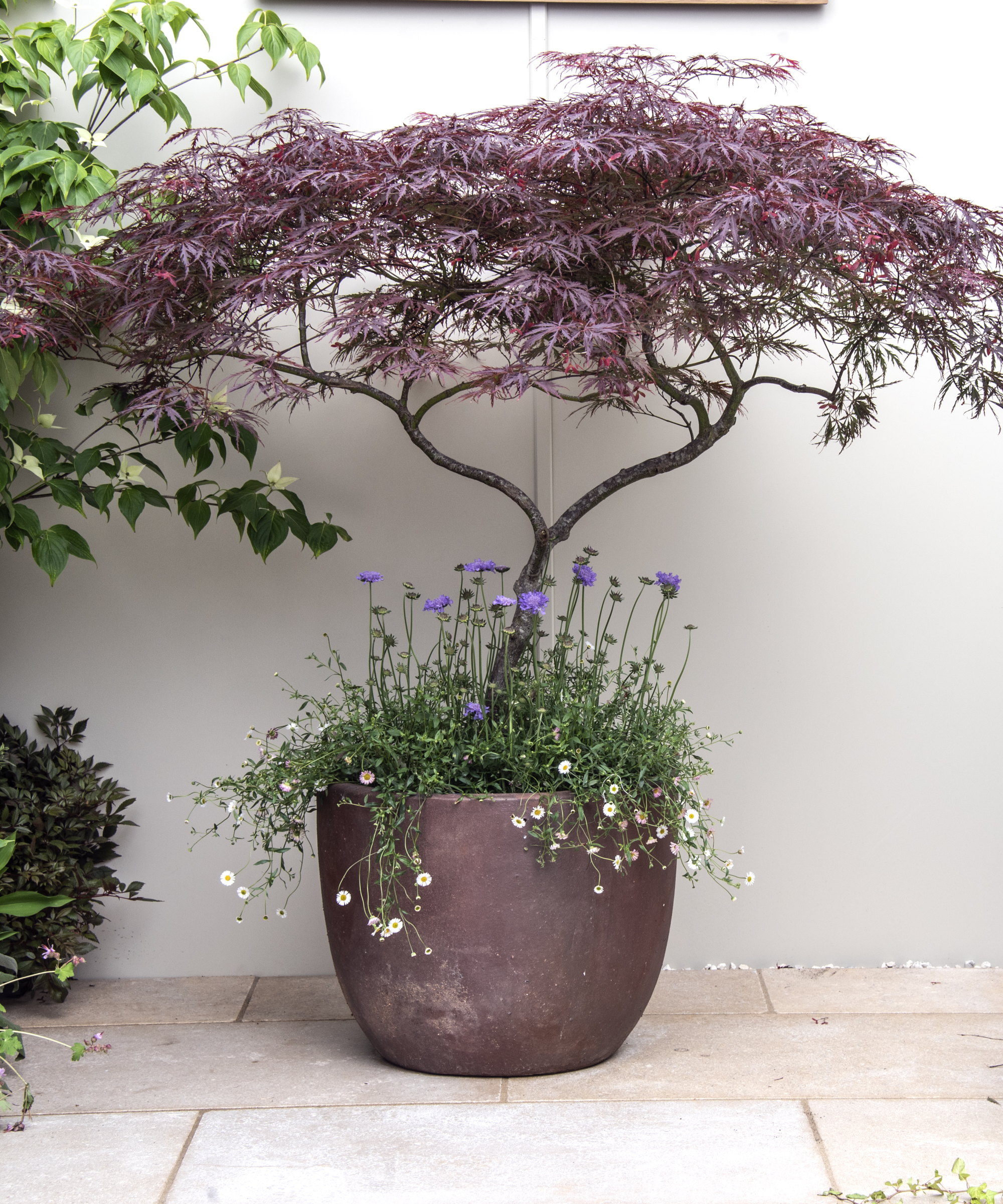 A purple Japanese maple tree growing alongside annual flowers in a dark red container on a patio