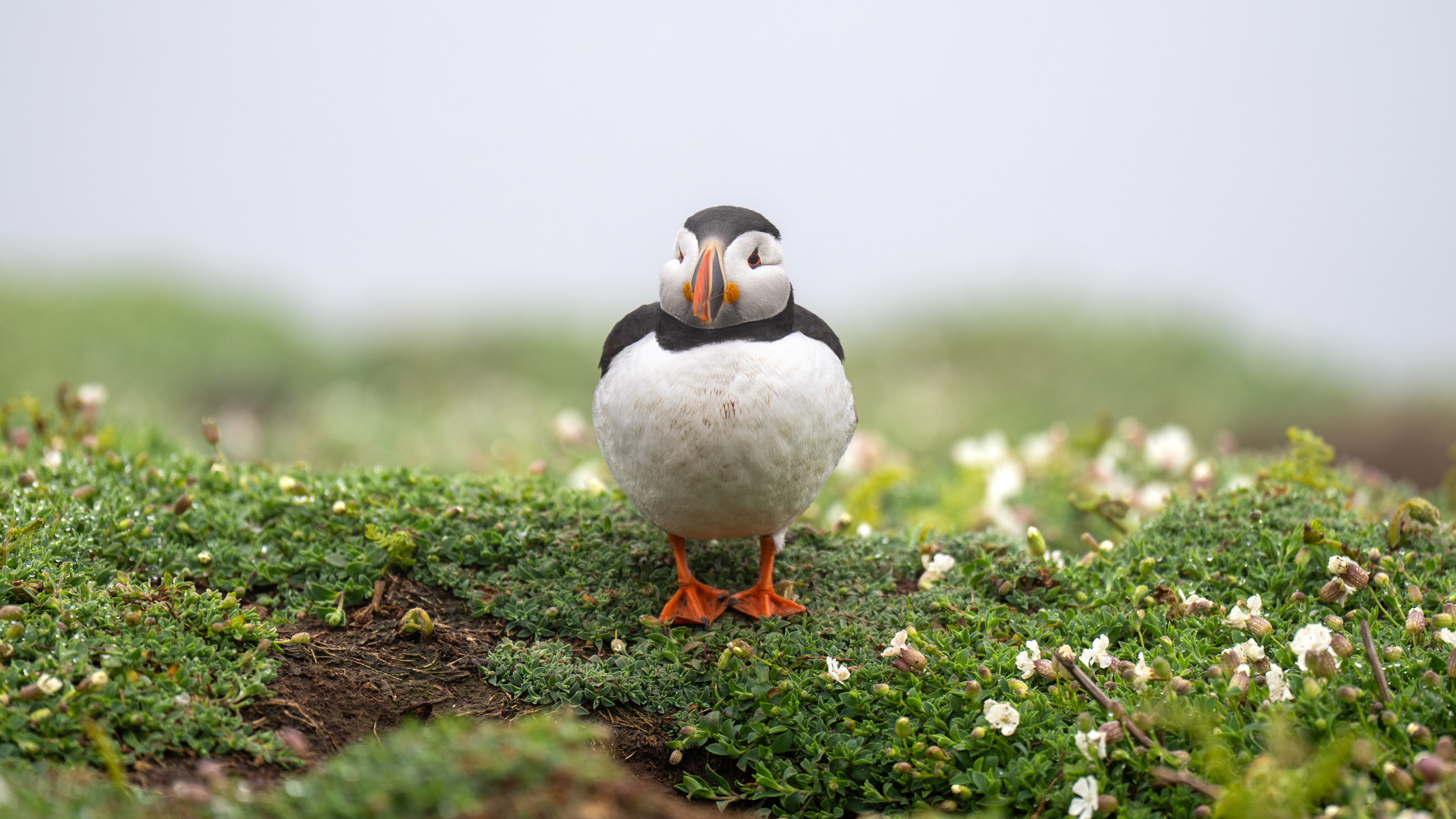 puffins on grass on Skomer Island