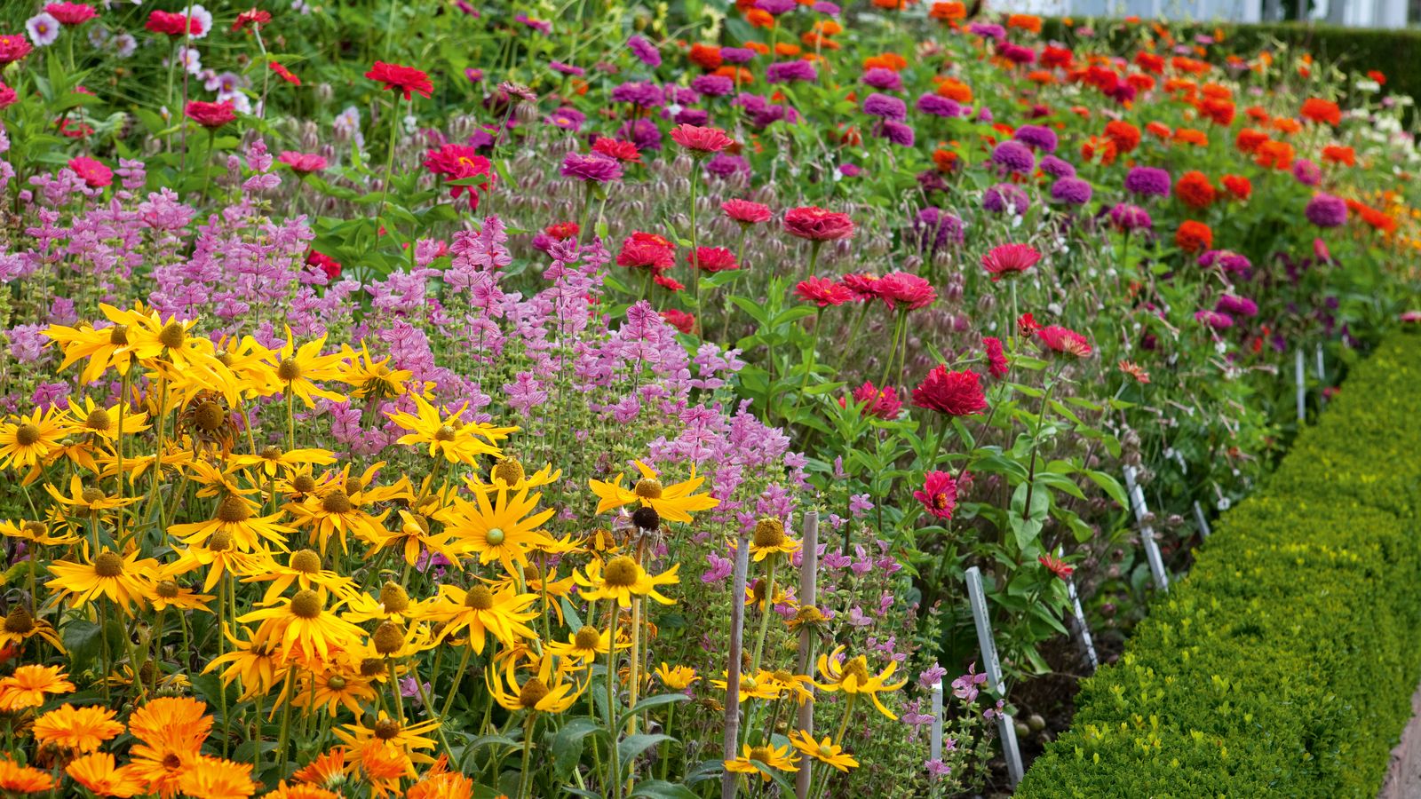 How to start a cut flower garden from the best floral picks to care