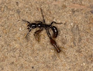Two termites cling to an ant (Megaponera analis) after a raid. Injured ants like this have a 32 percent mortality rate before they can make it back to their nest, unless their nest mates carry them home.