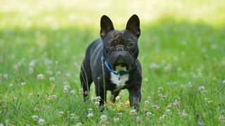 French bulldog